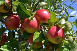 Fruit Picking for Kids in Palatine Illinois