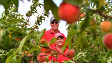 Fruit Picking for Kids in Palm Bay Florida