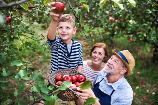 Fruit Picking For Kids In Peoria Illinois 
