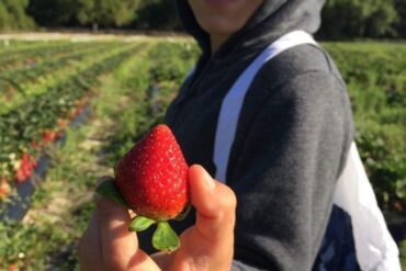 Fruit Picking for Kids in Plantation Florida