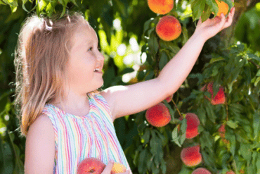 Fruit Picking for Kids in Poinciana Florida