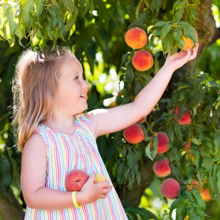 Fruit Picking for Kids in Poinciana Florida