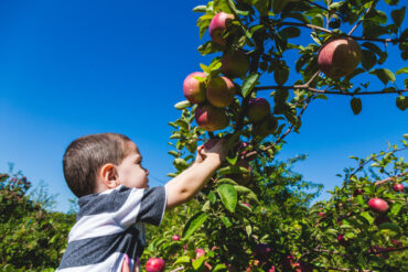 Fruit Picking for Kids in Providence Rhode Island