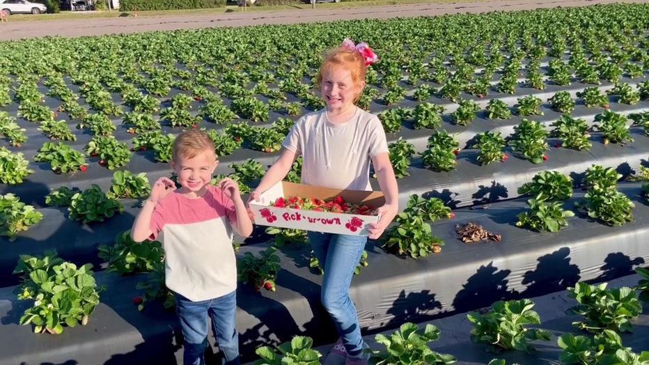 Fruit Picking for Kids in Riverview Florida