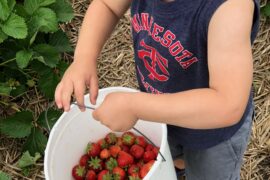 Fruit Picking for Kids in Rochester Minnesota