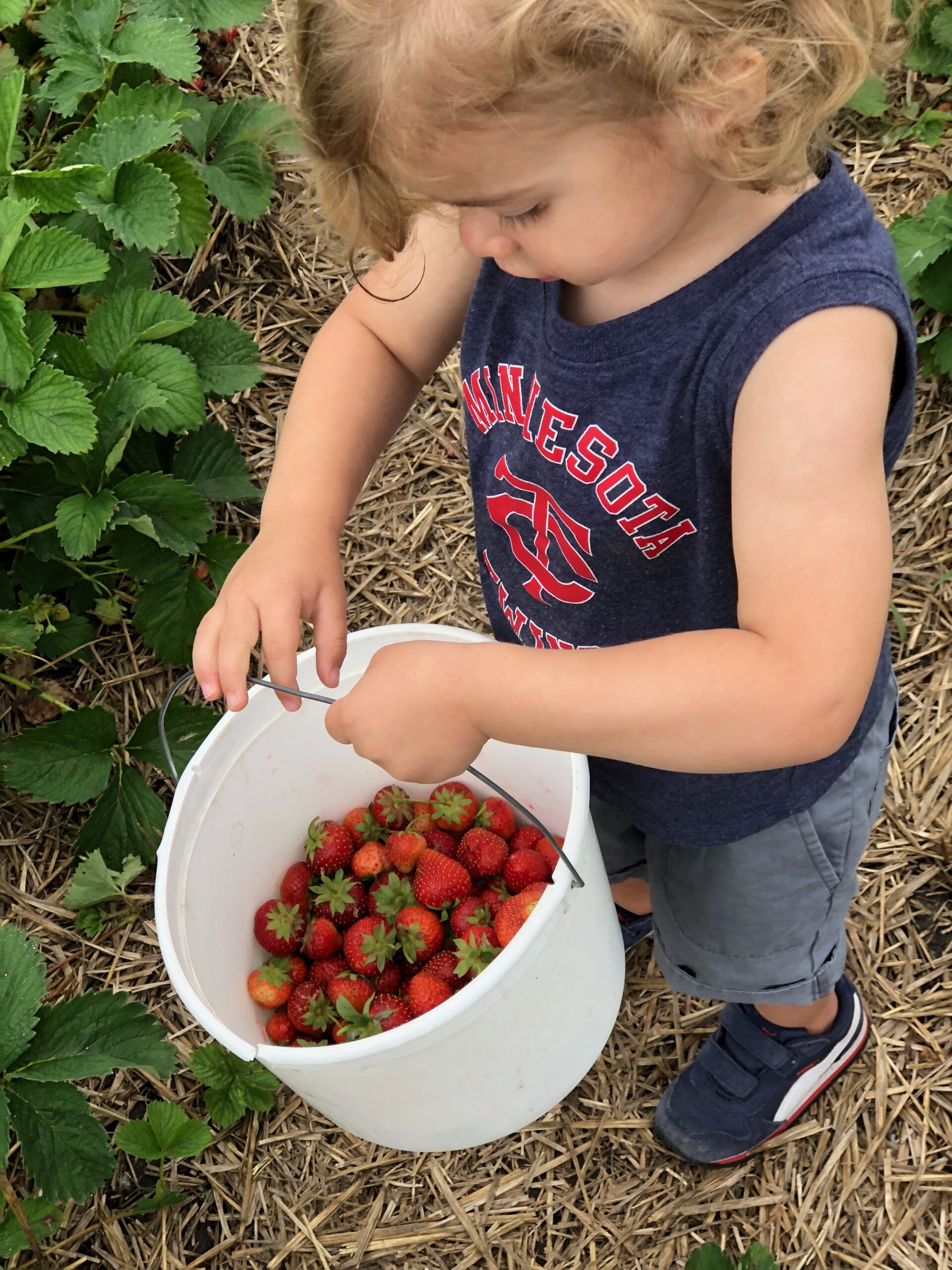 Fruit Picking for Kids in Rochester Minnesota