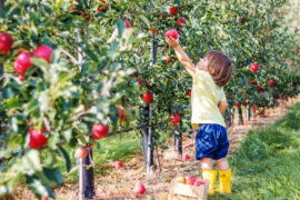 Fruit Picking for Kids in Rochester New York