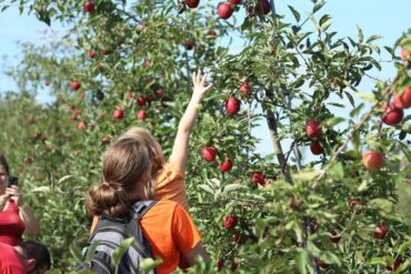 Fruit Picking for Kids in Schaumburg Illinois