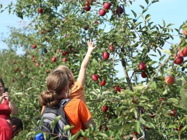 Fruit Picking for Kids in Schaumburg Illinois