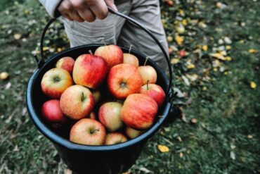 Fruit Picking for Kids in Skokie Illinois