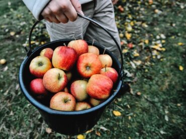 Fruit Picking for Kids in Skokie Illinois