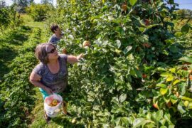 Fruit Picking for Kids in South Bend Indiana