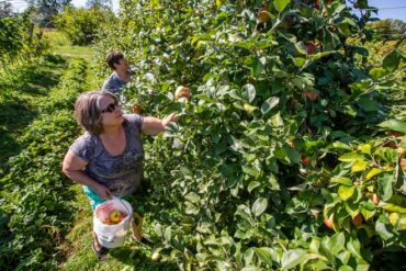 Fruit Picking for Kids in South Bend Indiana