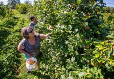 Fruit Picking for Kids in South Bend Indiana