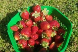 Fruit Picking for Kids in Suffolk Virginia