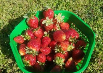 Fruit Picking for Kids in Suffolk Virginia