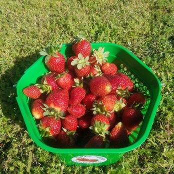 Fruit Picking for Kids in Suffolk Virginia