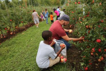 Fruit Picking for Kids in Syracuse New York