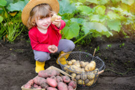 Fruit Picking for Kids in Thornton Colorado