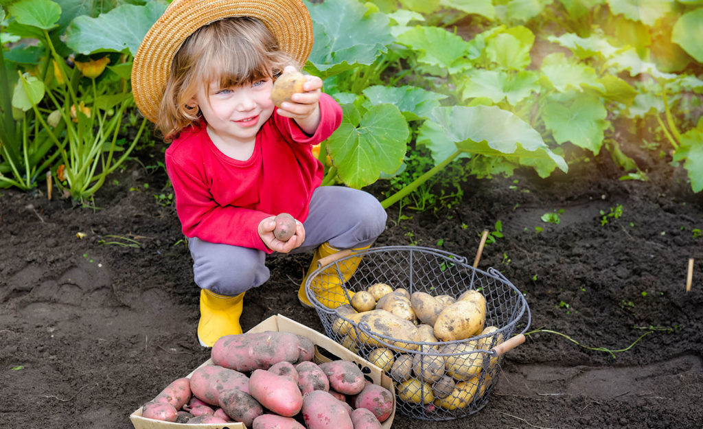 Fruit Picking for Kids in Thornton Colorado