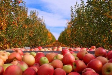 Fruit Picking for Kids in Vista California