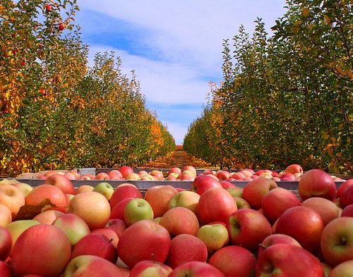 Fruit Picking for Kids in Vista California