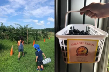 Fruit Picking for Kids in Waldorf Maryland