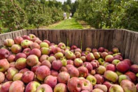 Fruit Picking for Kids in Waterbury Connecticut