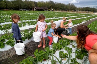 Fruit Picking for Kids in Weston Florida