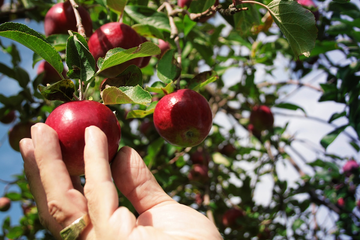 Fruit Picking in Anchorage Alaska