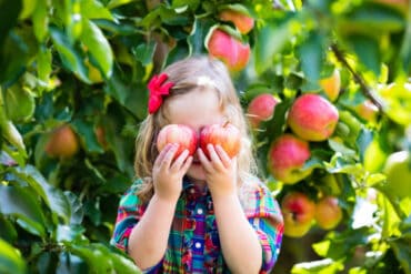 Fruit Picking in Baltimore Maryland