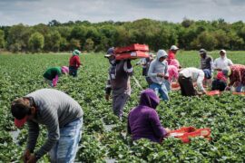 Fruit Picking in Brandon Florida