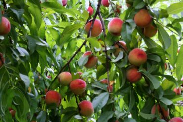 Fruit Picking in Bridgeport Connecticut