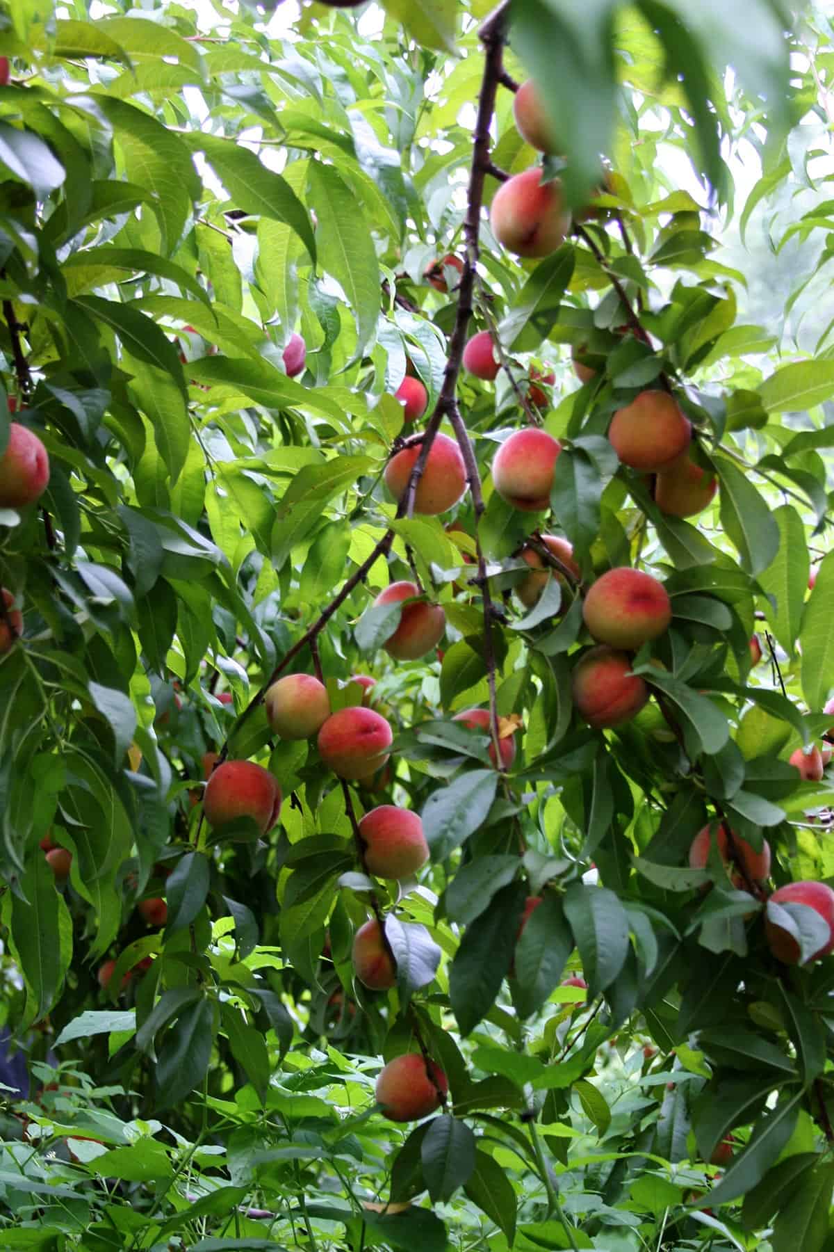 Fruit Picking in Bridgeport Connecticut