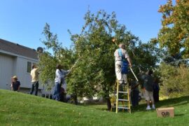 Fruit Picking in Brooklyn Park Minnesota