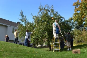 Fruit Picking in Brooklyn Park Minnesota