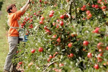 Fruit Picking in Broomfield Colorado