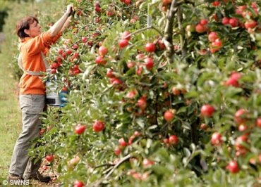 Fruit Picking in Broomfield Colorado