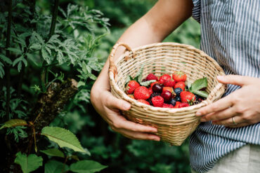 Fruit Picking in Centennial Colorado