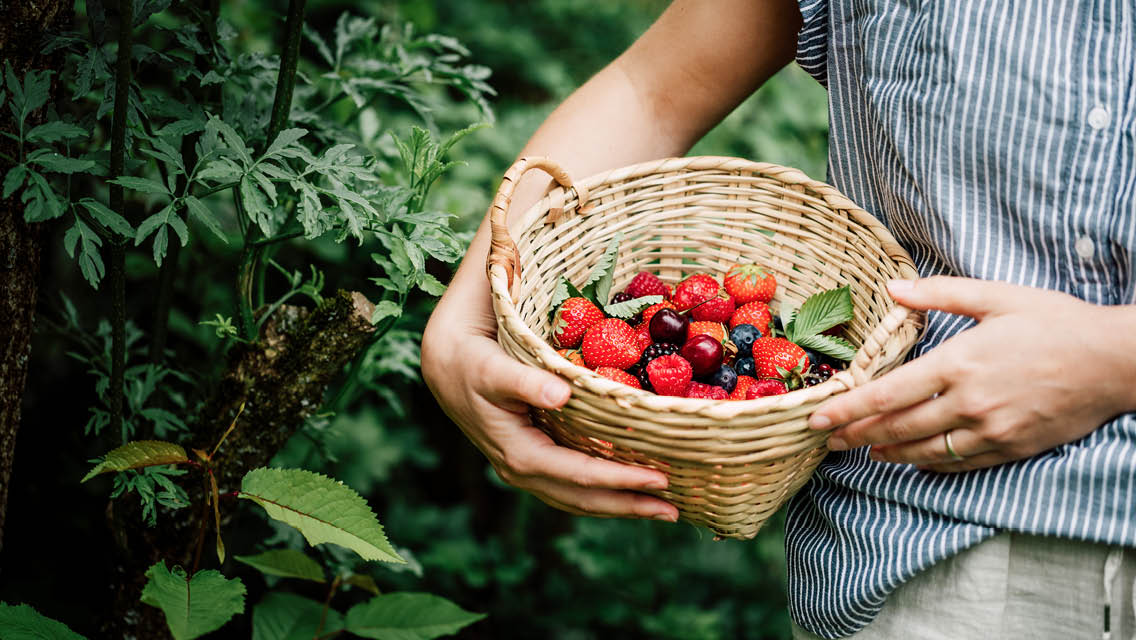 Fruit Picking in Centennial Colorado