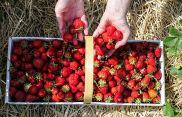 Fruit Picking in Cheektowaga New York