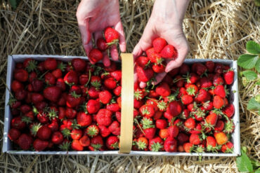 Fruit Picking in Cheektowaga New York