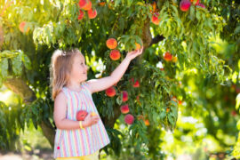 Fruit Picking in Chicago Illinois