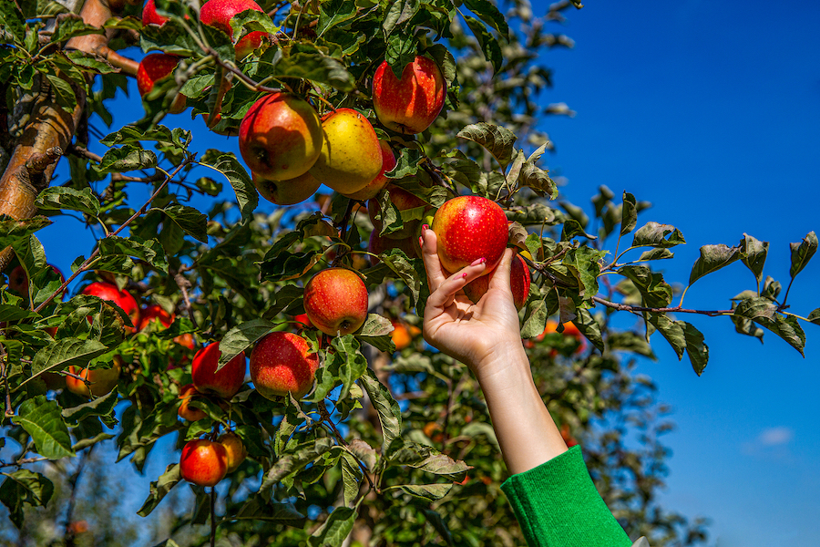 Fruit Picking in Colorado Springs Colorado