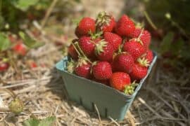 Fruit Picking in Columbia Maryland