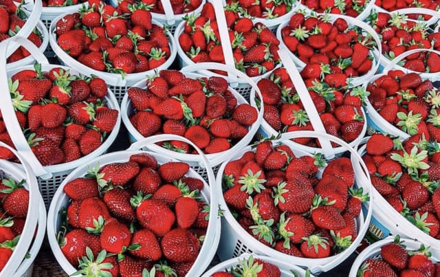 Fruit Picking in Dothan Alabama