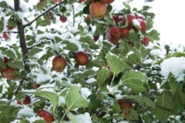 Fruit Picking in Eagan Minnesota