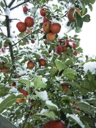 Fruit Picking in Eagan Minnesota