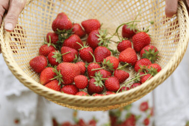 Fruit Picking in Edmond Oklahoma