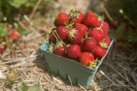 Fruit Picking in Ellicott City Maryland